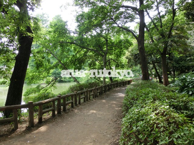 公園：井の頭恩賜公園　15m